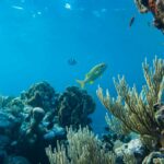 ¿Qué es la oceanografía y dónde estudiarla?