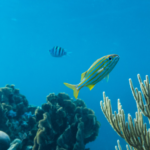 ¿Qué es la oceanografía y dónde estudiarla?